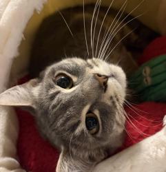 Shelter Stray Female Cat last seen Taylors Ferry, OR, 1700 W Historic Columbia River Hwy, Troutdale, OR 97060, USA