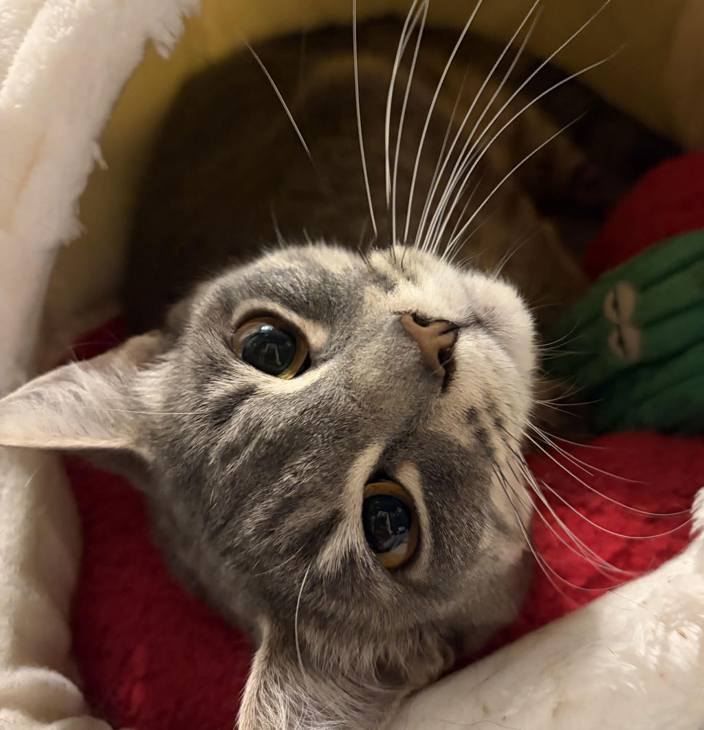 Shelter Stray Female Cat last seen Taylors Ferry, OR, 1700 W Historic Columbia River Hwy, Troutdale, OR 97060, USA
