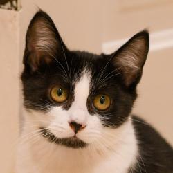 Shelter Stray Male Cat last seen SW 257th Ave and SW Halsey, TROUTDALE, OR, 97060, 1700 W Historic Columbia River Hwy, Troutdale, OR 97060, USA