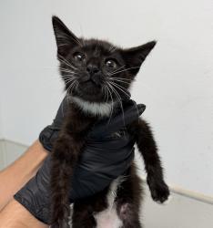 Shelter Stray Male Cat last seen Toyne Street, San Diego, CA, 92102, 5500 Gaines St, San Diego, CA 92110, USA