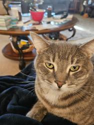Lost Male Cat last seen Foots Creek/Abby ln, Gold Hill, OR 97525