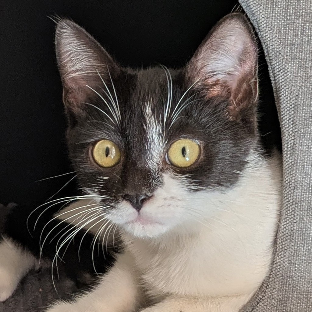 Shelter Stray Female Cat last seen SW 257th Ave and SW Halsey, TROUTDALE, OR, 97060, 1700 W Historic Columbia River Hwy, Troutdale, OR 97060, USA