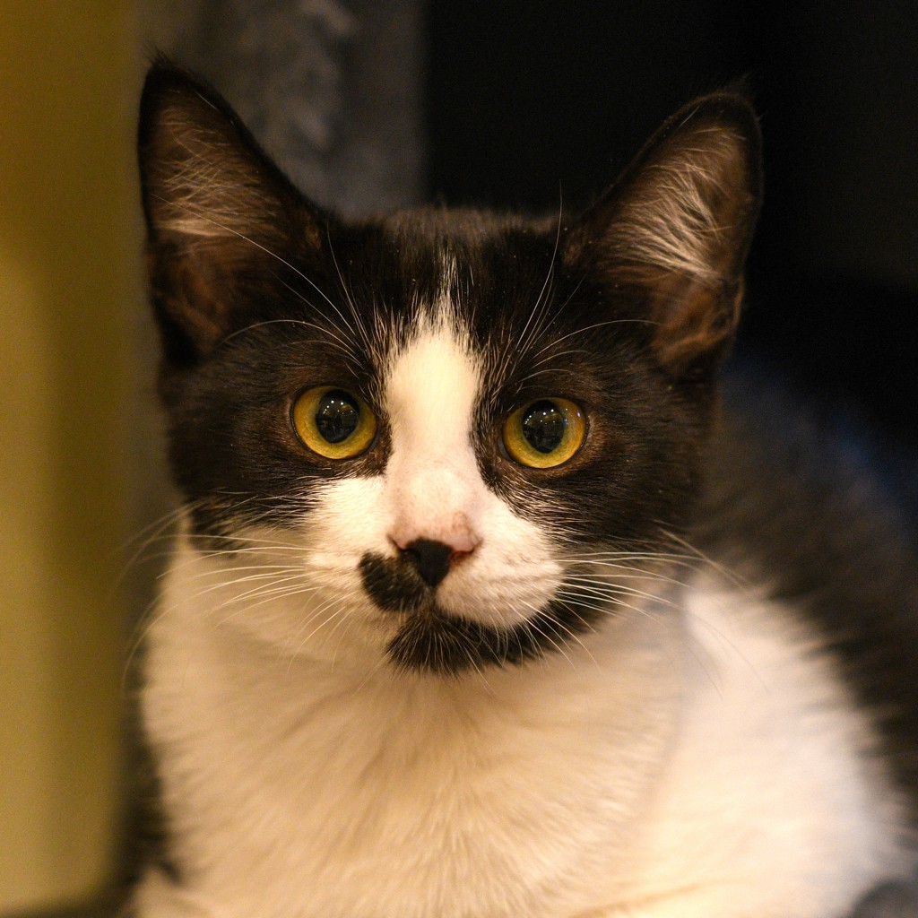 Shelter Stray Male Cat last seen SW 257th Ave and SW Halsey, TROUTDALE, OR, 97060, 1700 W Historic Columbia River Hwy, Troutdale, OR 97060, USA