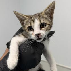 Shelter Stray Female Cat last seen Toyne Street, San Diego, CA, 92102, 5500 Gaines St, San Diego, CA 92110, USA
