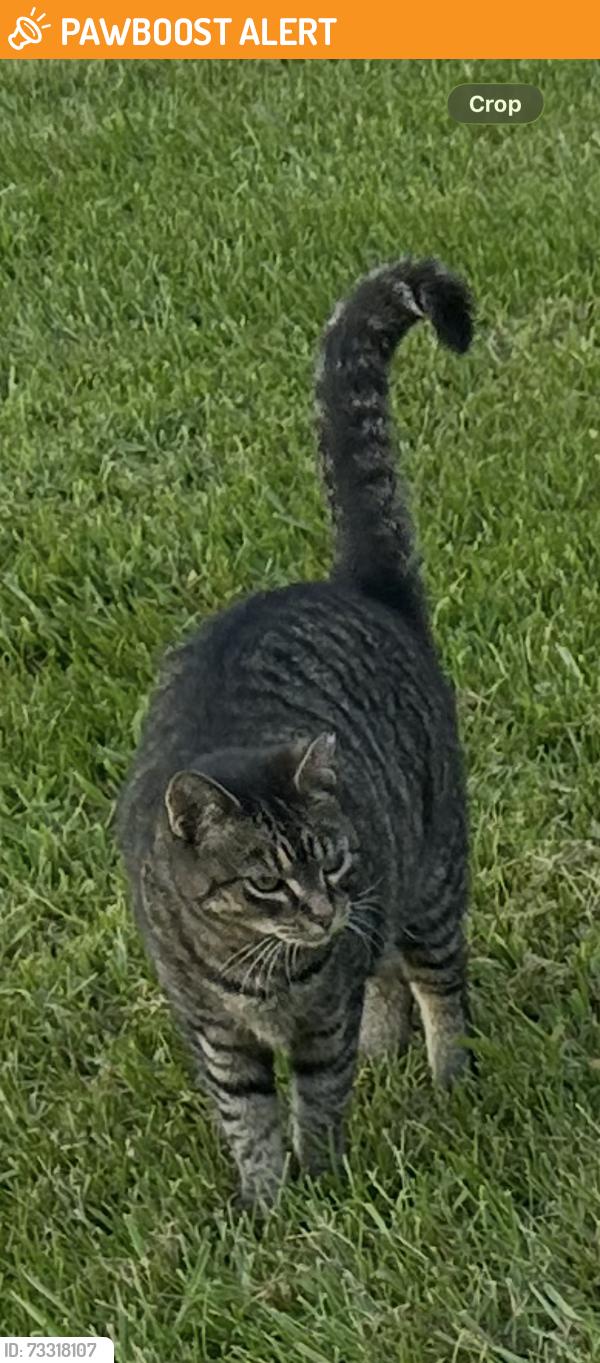 Found/Stray Unknown Cat last seen Roaming by the pine trees behind back alley of Giant, near Camp Letterman Drive., Straban Township, PA 17325