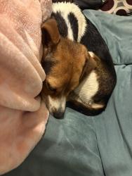 Found/Stray Male Dog last seen Alonzo RD, Garner NC, Garner, NC 27529