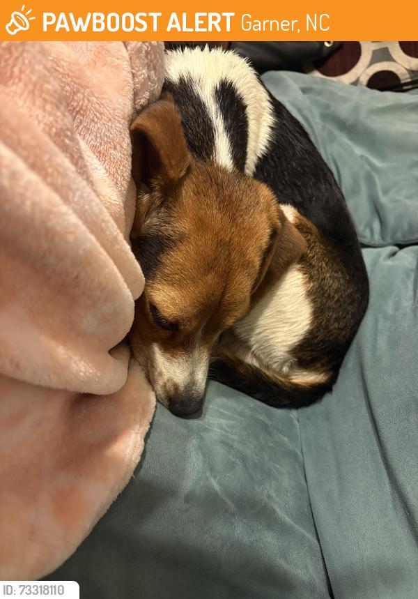 Found/Stray Male Dog last seen Alonzo RD, Garner NC, Garner, NC 27529