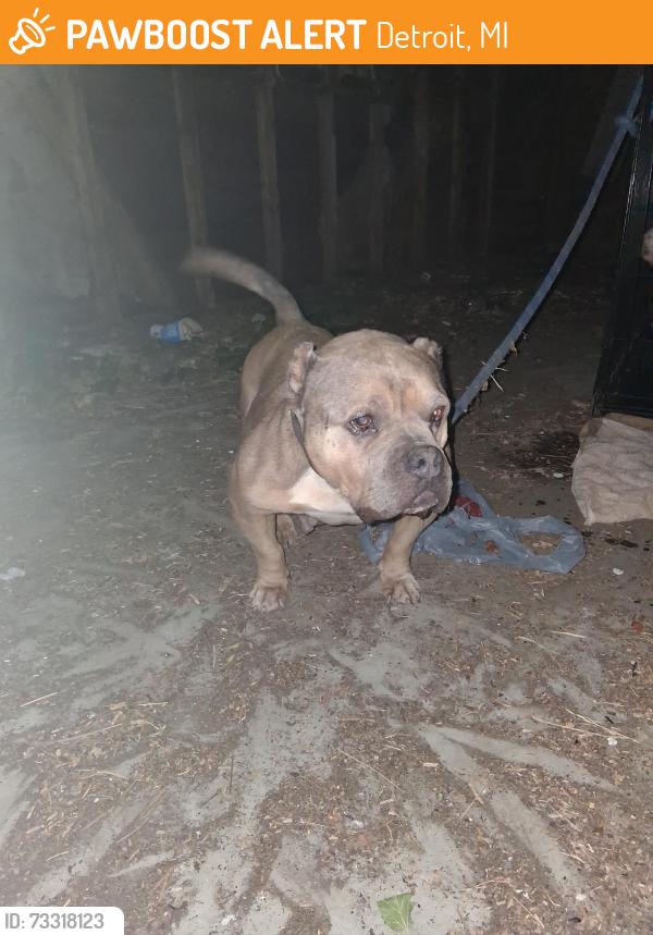 Found/Stray Female Dog last seen St.Martin, Detroit, MI 48221
