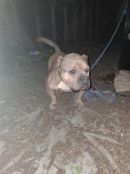 Found/Stray Female Dog last seen St.Martin, Detroit, MI 48221