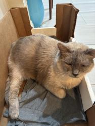 Lost Female Cat last seen Monroe Ave., Buena Park, CA 90620