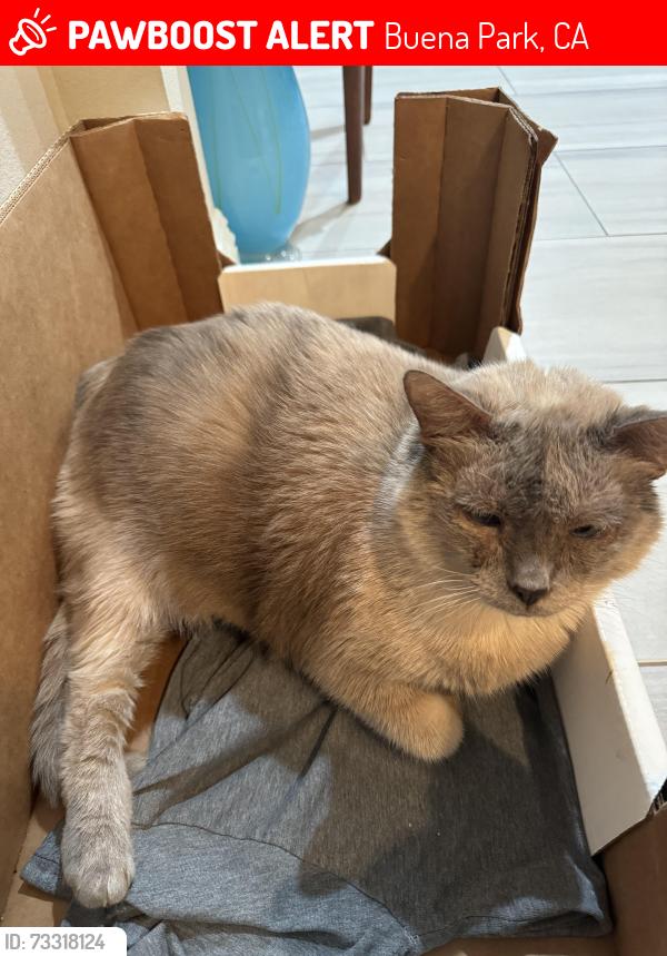 Lost Female Cat last seen Monroe Ave., Buena Park, CA 90620