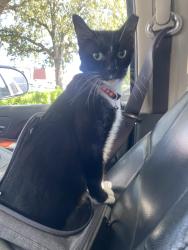 Found/Stray Male Cat last seen Commerical blvd, Fort Lauderdale, FL 33304