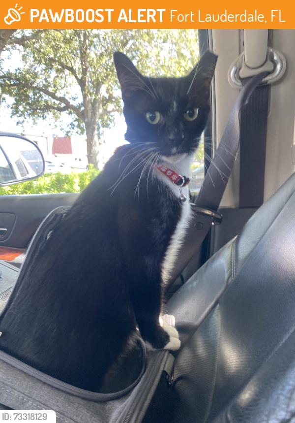 Found/Stray Male Cat last seen Commerical blvd, Fort Lauderdale, FL 33304