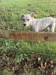 Found/Stray Male Dog last seen Harwood Dr. Riverhaven Dr Lake Dr, Charlotte, NC 28214