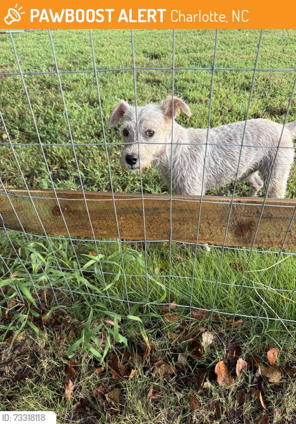 Found/Stray Male Dog last seen Harwood Dr. Riverhaven Dr Lake Dr, Charlotte, NC 28214