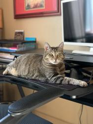 Lost Female Cat last seen 229th Pl NE / NE 25th Way, Sammamish, WA 98074