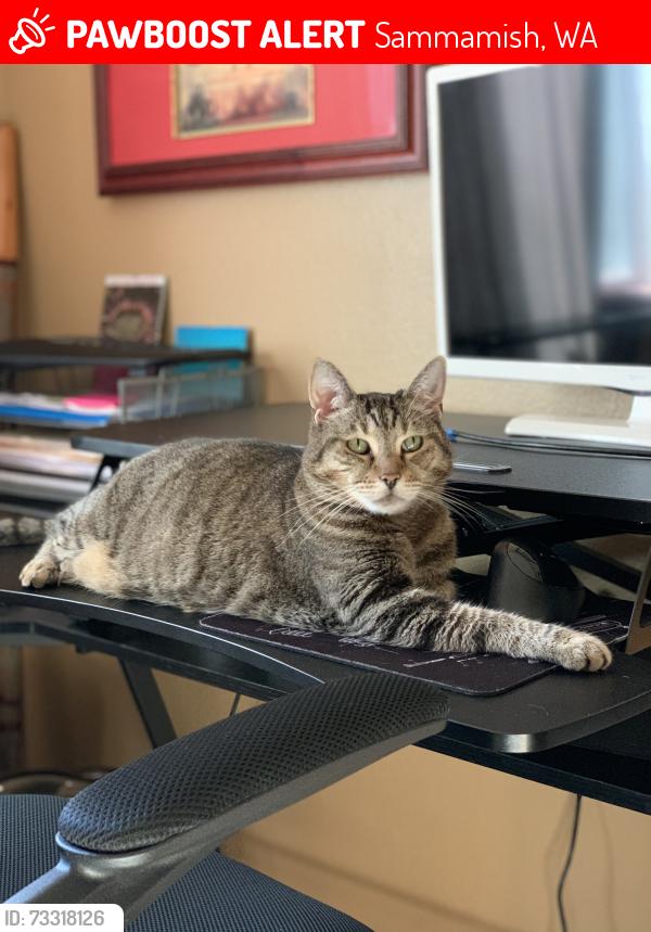 Lost Female Cat last seen 229th Pl NE / NE 25th Way, Sammamish, WA 98074