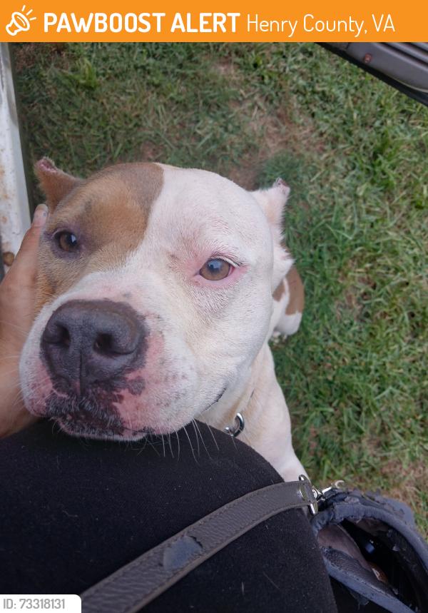Found/Stray Male Dog last seen Near 220 and irishburg rd, Henry County, VA 24054