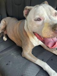 Reunited Unknown Dog last seen 101st & Elm - Broken Arrow, Broken Arrow, OK 74012