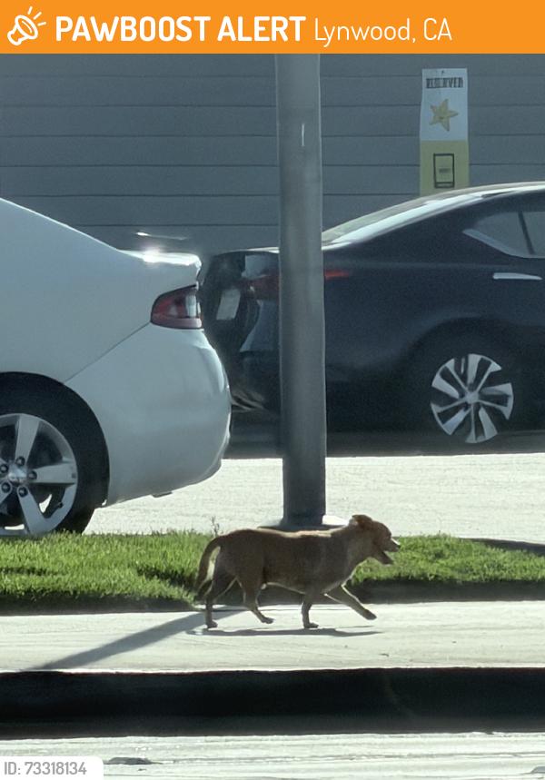 Found/Stray Male Dog last seen Imperial highway and lynwood near carlso jr, Lynwood, CA 90262