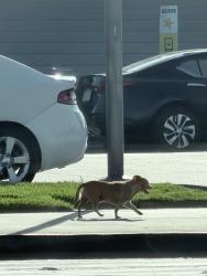 Found/Stray Male Dog last seen Imperial highway and lynwood near carlso jr, Lynwood, CA 90262