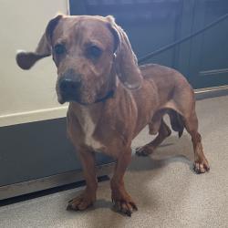 Shelter Stray Male Dog last seen , 361 S Raymond Ave, Pasadena, CA 91105, USA