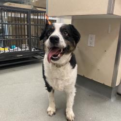 Shelter Stray Female Dog last seen , 6621 Westminster Ave, Garden Grove, CA 92844, USA