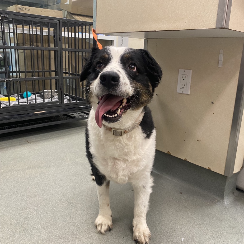 Shelter Stray Female Dog last seen , 6621 Westminster Ave, Garden Grove, CA 92844, USA