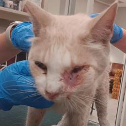 Shelter Stray Male Cat last seen , 6621 Westminster Ave, Garden Grove, CA 92844, USA