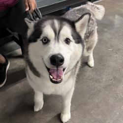 Shelter Stray Male Dog last seen , 3607 N Armenia Ave, Tampa, FL 33607, USA