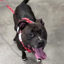 Shelter Stray Female Dog last seen , 3607 N Armenia Ave, Tampa, FL 33607, USA