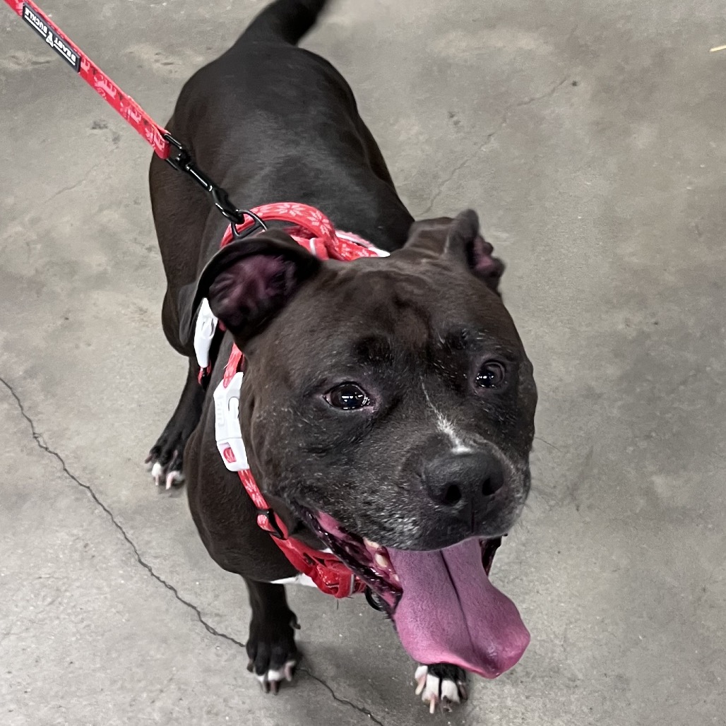 Shelter Stray Female Dog last seen , 3607 N Armenia Ave, Tampa, FL 33607, USA