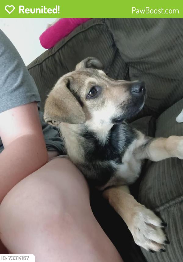 Reunited Male Dog last seen Near Moore St, Middletown, OH 45044, USA, Middletown, OH 45044