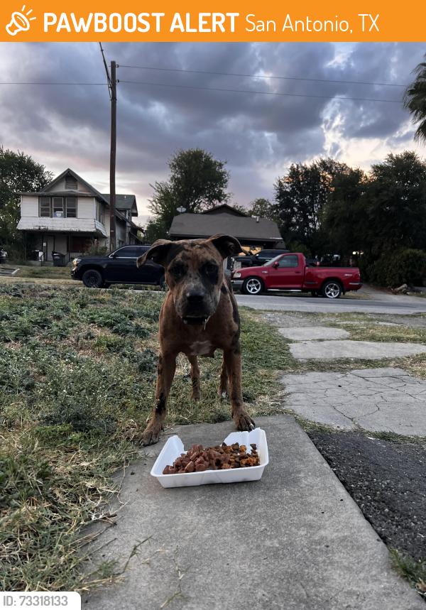 Found/Stray Female Dog last seen Close to Legacy Park on Cincinnati Avenue. She has been walking up and down the street, San Antonio, TX 78228
