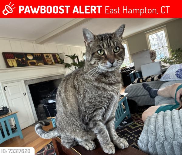 Lost Male Cat last seen Chatham Fields RD, East Hampton, CT 06424