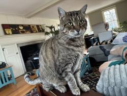 Lost Male Cat last seen Chatham Fields RD, East Hampton, CT 06424