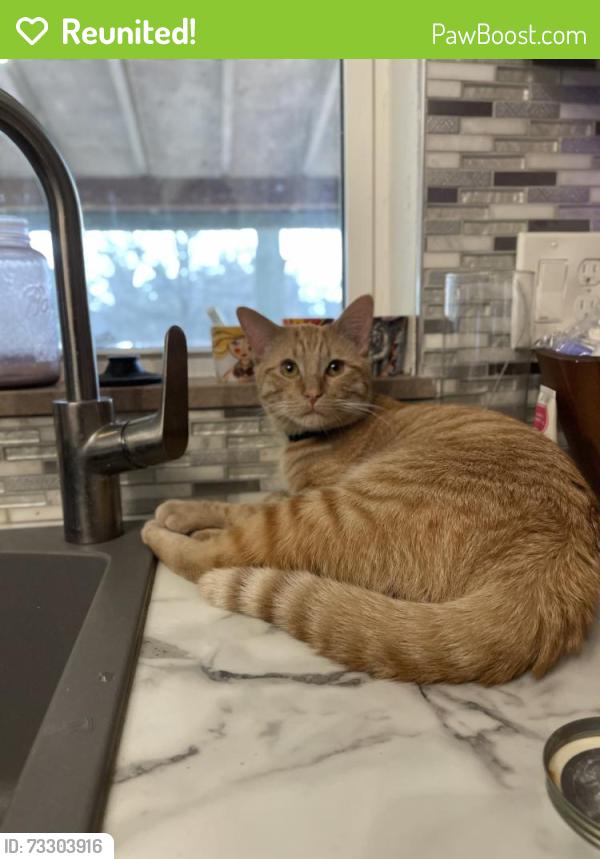 Reunited Male Cat last seen Brown Rd & Lackland Rd, St. Louis, MO 63114
