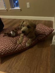 Found/Stray Male Dog last seen Autumn lakes x Austin pkwy, Sugar Land, TX 77479