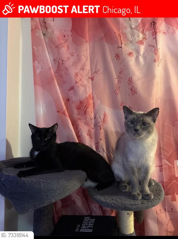 Lost Female Cat last seen Artesian av & Western Ave, Chicago, IL 60629