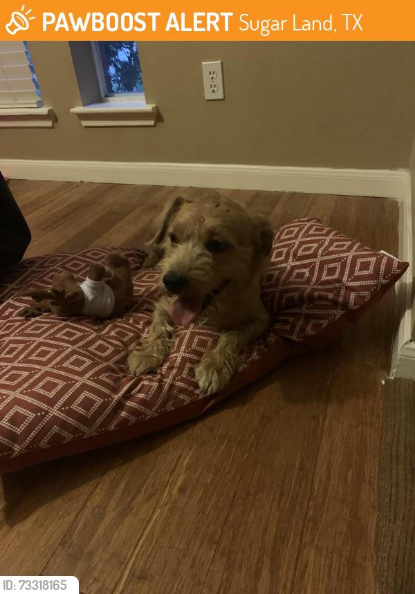 Found/Stray Male Dog last seen Autumn lakes x Austin pkwy, Sugar Land, TX 77479