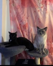 Lost Female Cat last seen Artesian av & Western Ave, Chicago, IL 60629