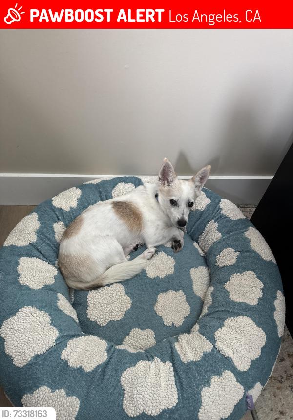 Lost Female Dog last seen Encino Ave & Burma St, Los Angeles, CA 91316