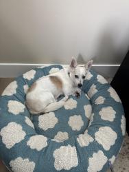 Lost Female Dog last seen Encino Ave & Burma St, Los Angeles, CA 91316