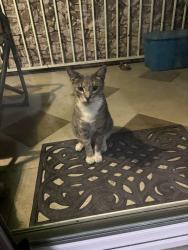 Found/Stray Male Cat last seen S Midland Blvd and Iowa Ave, Nampa, ID 83686