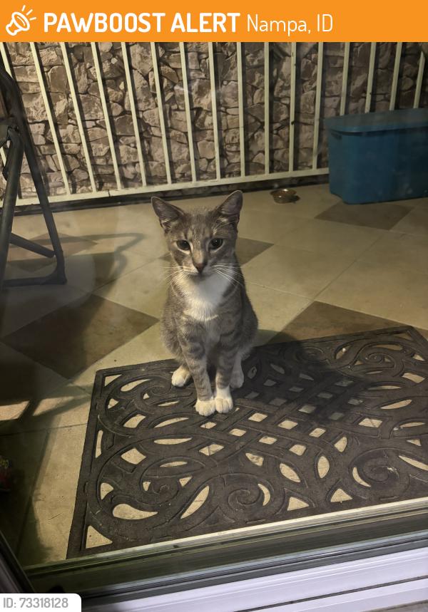 Found/Stray Male Cat last seen S Midland Blvd and Iowa Ave, Nampa, ID 83686