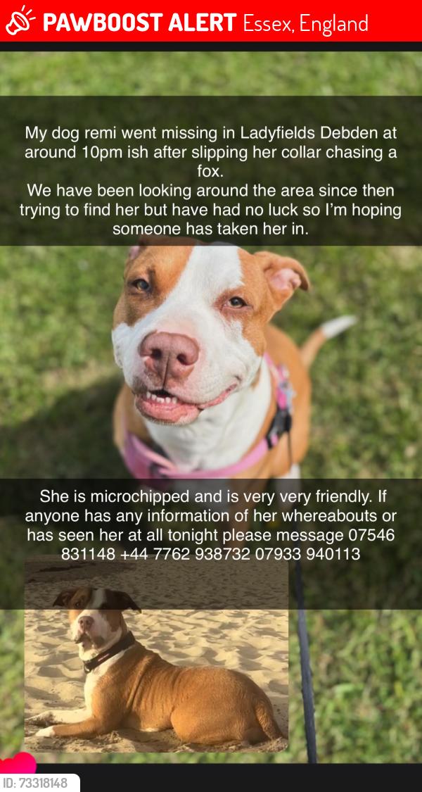 Lost Female Dog last seen Debden, Essex, England 