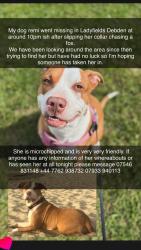 Lost Female Dog last seen Debden, Essex, England 
