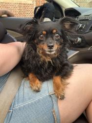 Reunited Female Dog last seen Rosedale Ave & Bruckner expressway, The Bronx, NY 10472