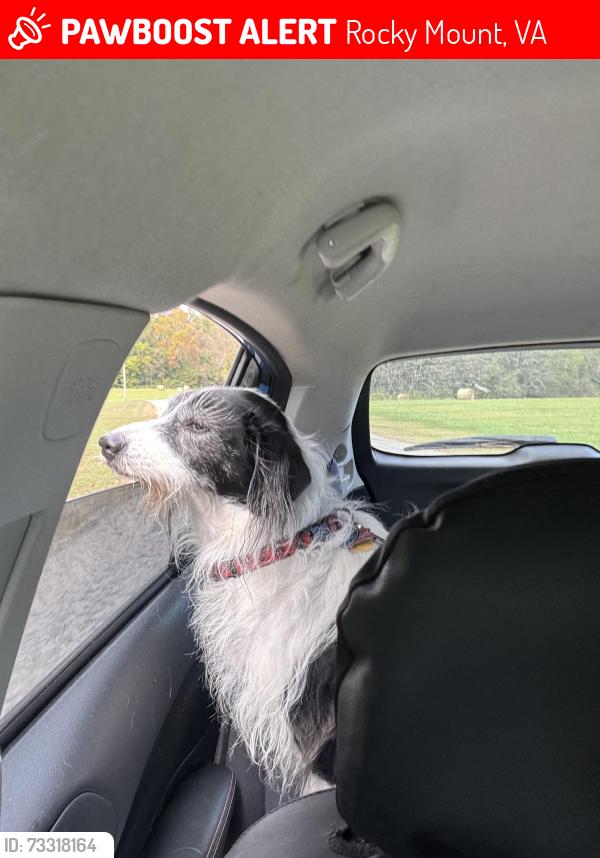 Lost Female Dog last seen Old Ferrum, Bowkings Hot Dogs, Waid Park, Rocky Mount, VA 24151