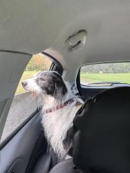 Lost Female Dog last seen Old Ferrum, Bowkings Hot Dogs, Waid Park, Rocky Mount, VA 24151